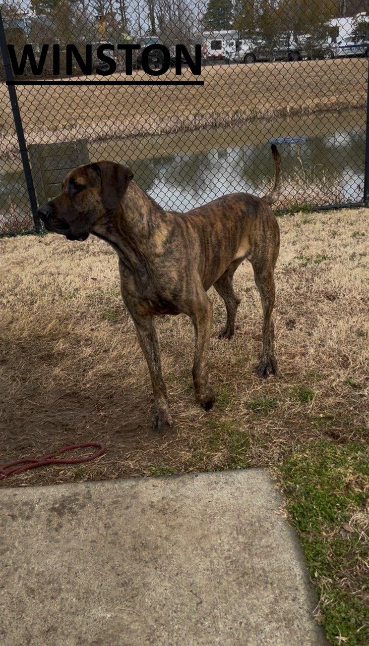 Enlarge Winston - Courtesy Listing, a ADOPTABLE Great Dane in Woodbridge, VA image 2/2