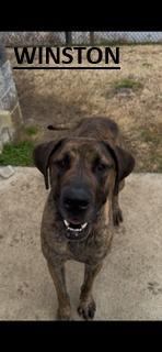 Winston - Courtesy Listing, ADOPTABLE, Adult Male Great Dane.