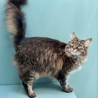 Enlarge Blue (and Grey - in foster), a ADOPTABLE Domestic Long Hair in Santa Cruz, CA image 3/4