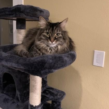 Enlarge Blue (and Grey - in foster), a ADOPTABLE Domestic Long Hair in Santa Cruz, CA image 4/4
