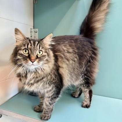Enlarge Blue (and Grey - in foster), a ADOPTABLE Domestic Long Hair in Santa Cruz, CA image 2/4