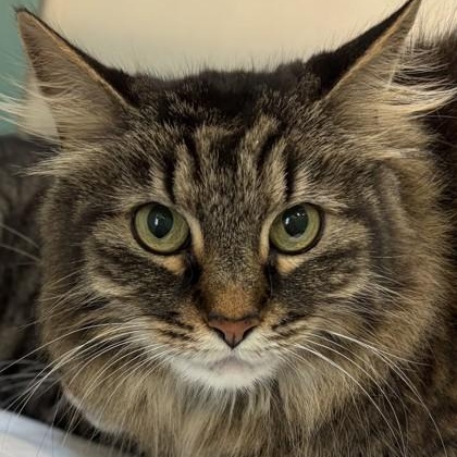 Blue (and Grey - in foster), ADOPTABLE, Senior Female Domestic Long Hair.