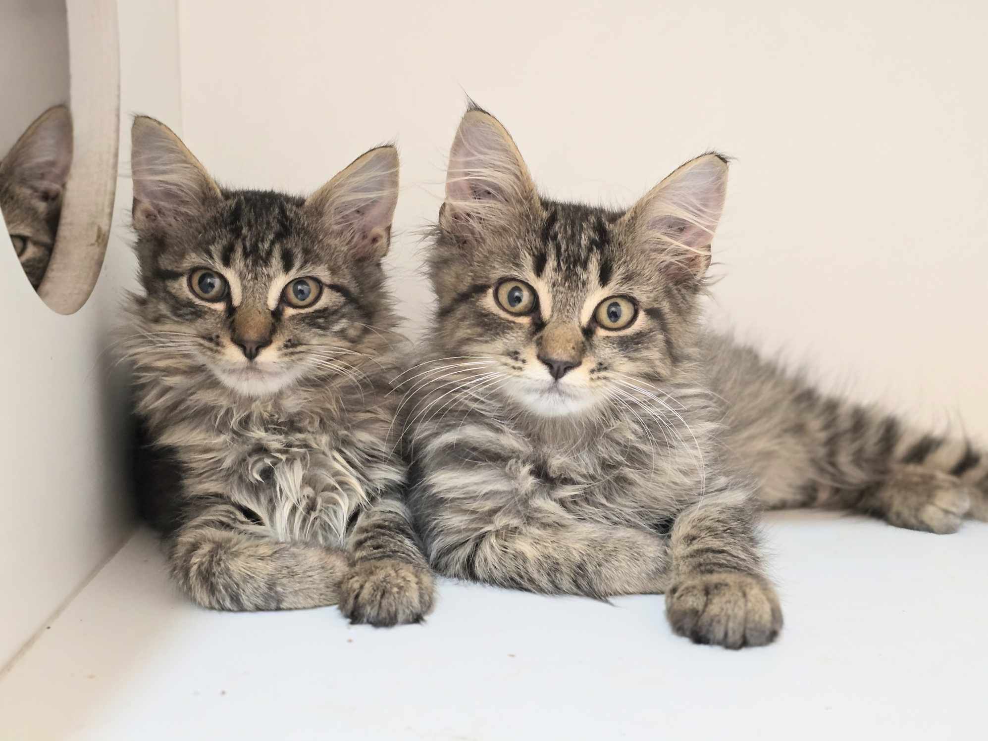 Cat for adoption Caper, a Domestic Long Hair in Mullica Hill, NJ