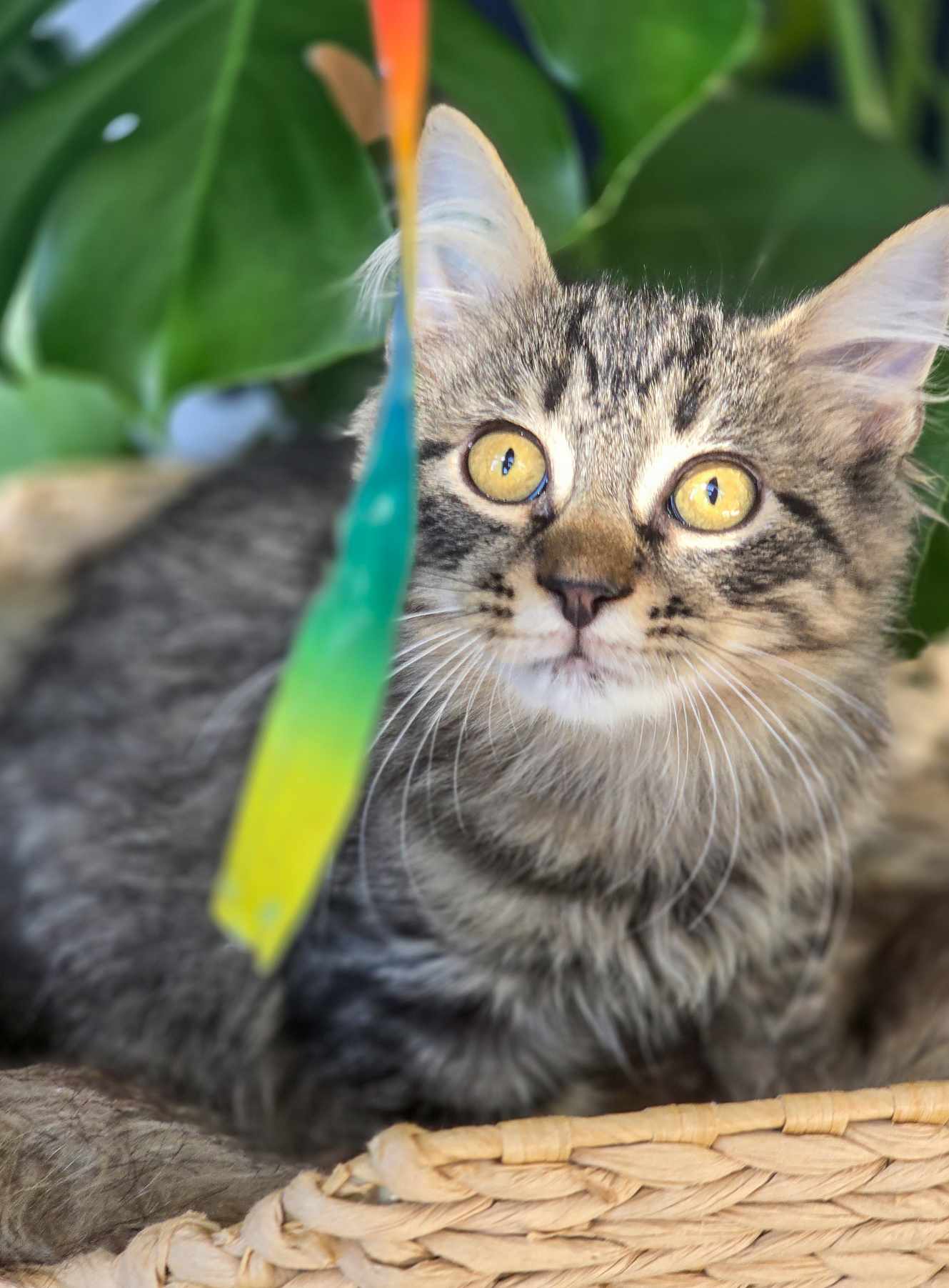 Cat for adoption Caper, a Domestic Long Hair in Mullica Hill, NJ
