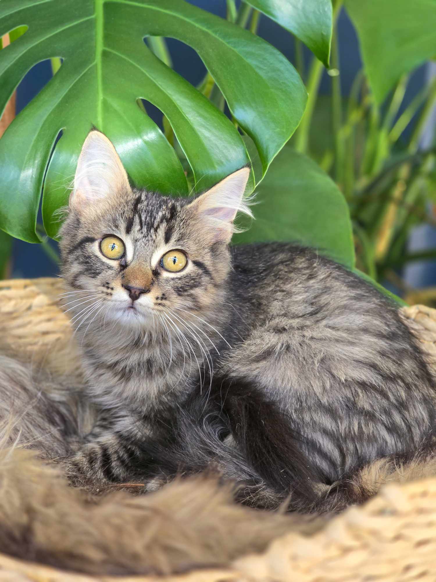 Cat for adoption Caper, a Domestic Long Hair in Mullica Hill, NJ