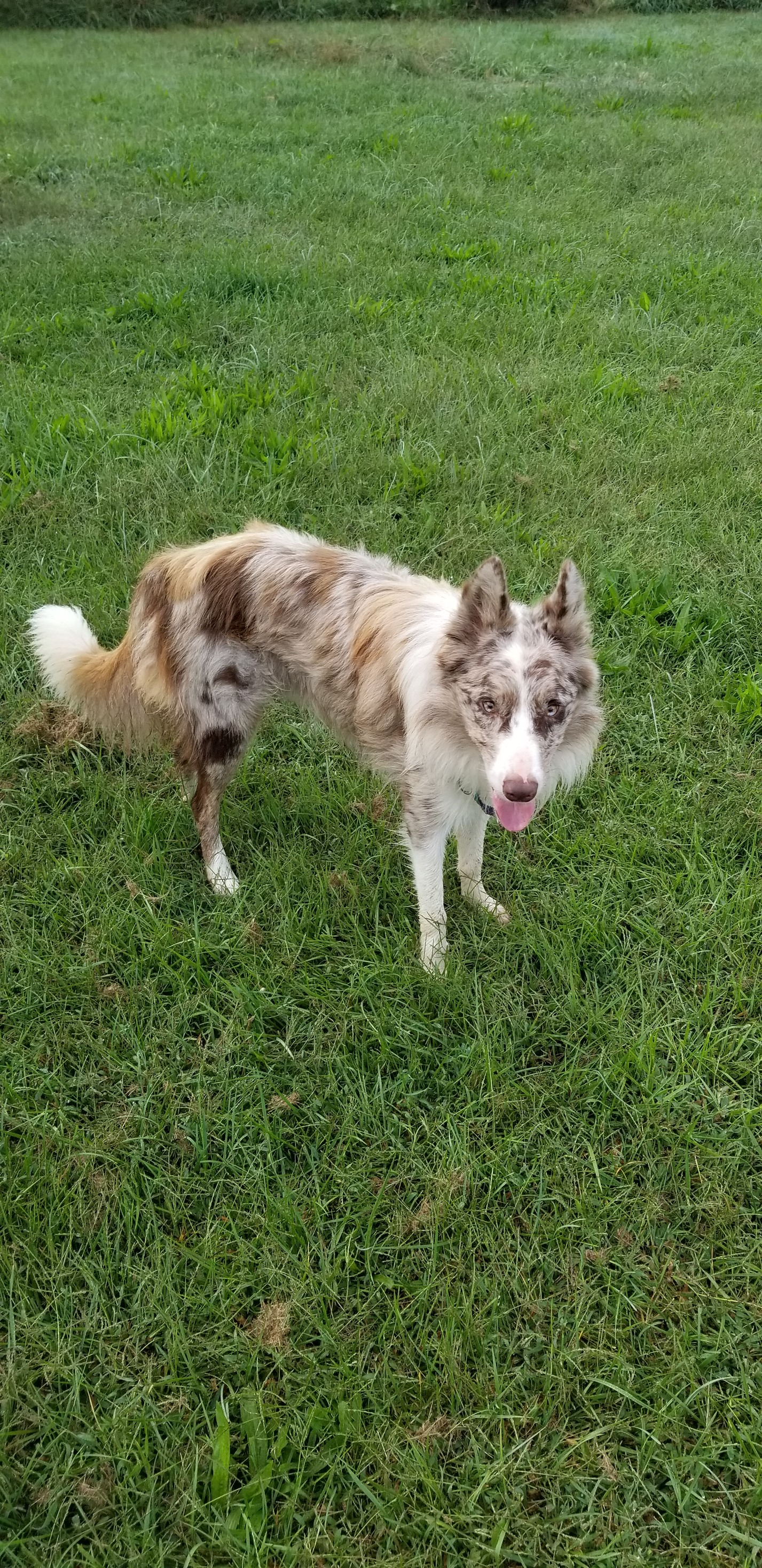 FLYNN, Adoptable, Young Male Border Collie.