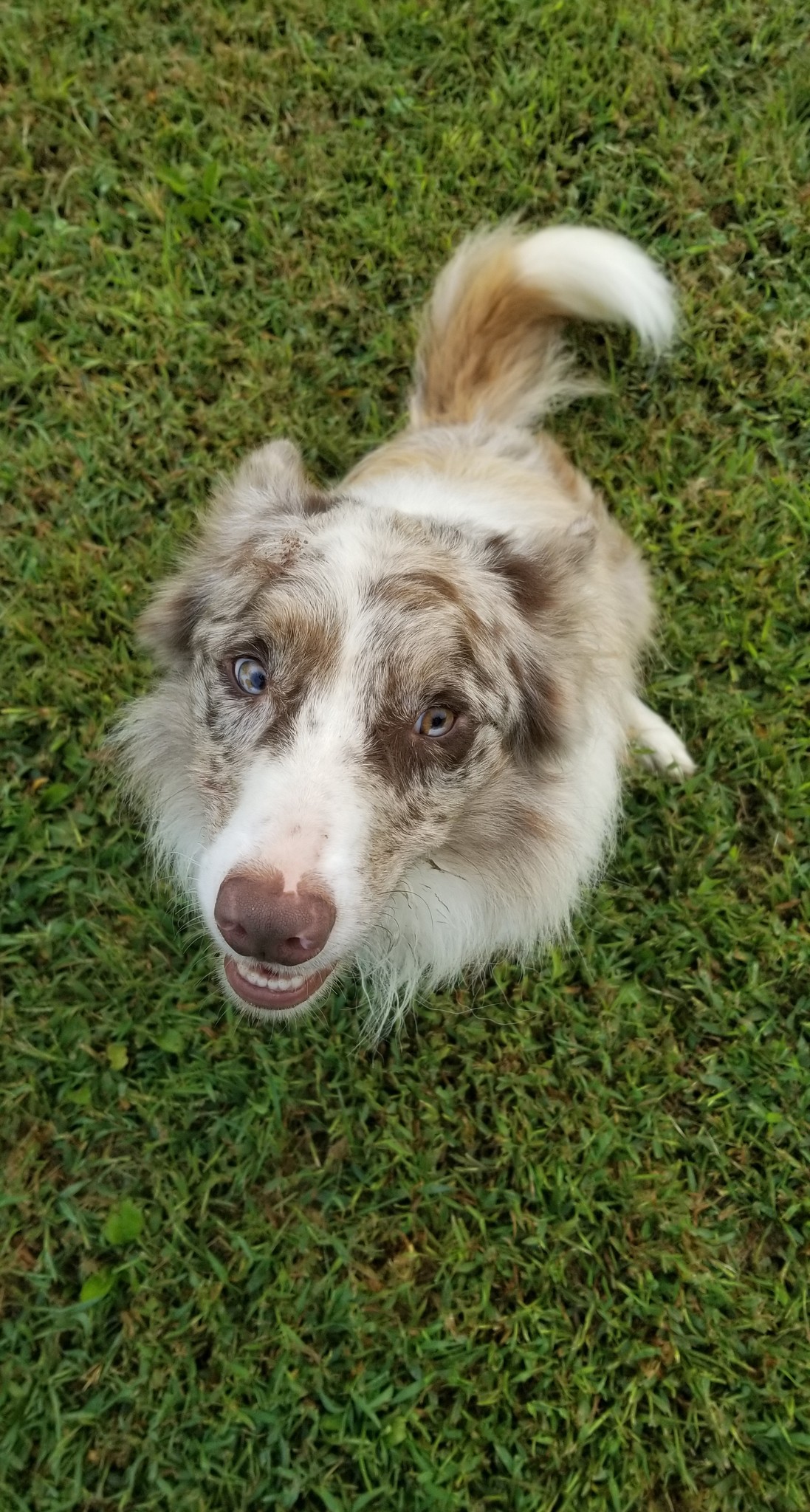 Enlarge FLYNN, a Adoptable Border Collie in Cedar Grove, NC image 2/3