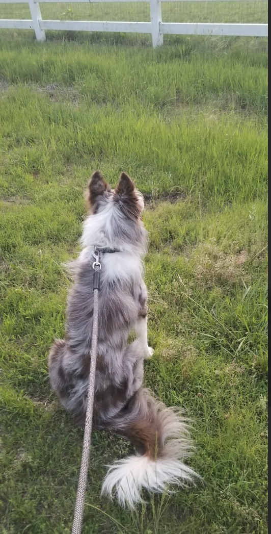 Enlarge FLYNN, a Adoptable Border Collie in Cedar Grove, NC image 3/3
