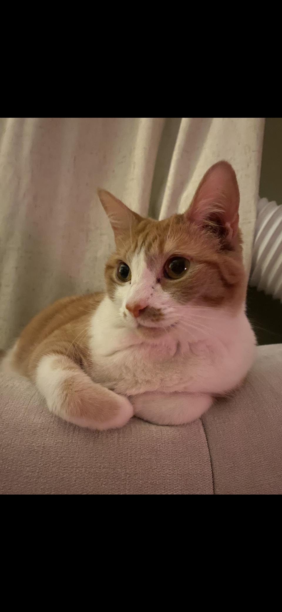 Lana, Adoptable, Adult Female Domestic Short Hair.