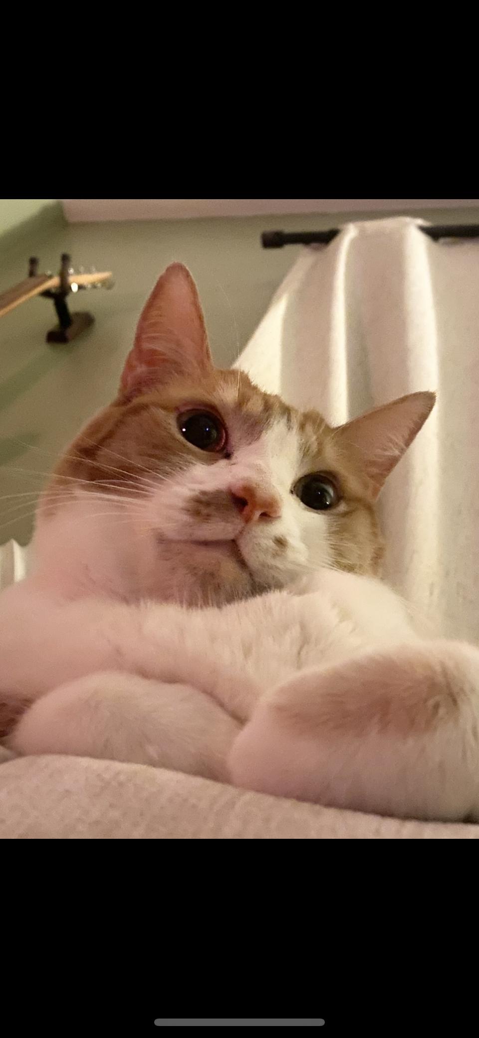 Enlarge Lana, a Adoptable Domestic Short Hair in Vacaville, CA image 2/3