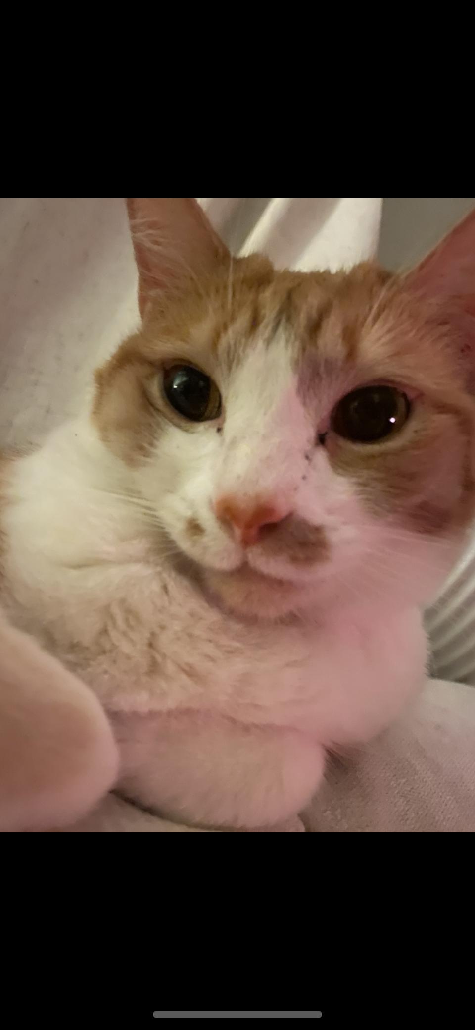 Enlarge Lana, a Adoptable Domestic Short Hair in Vacaville, CA image 3/3