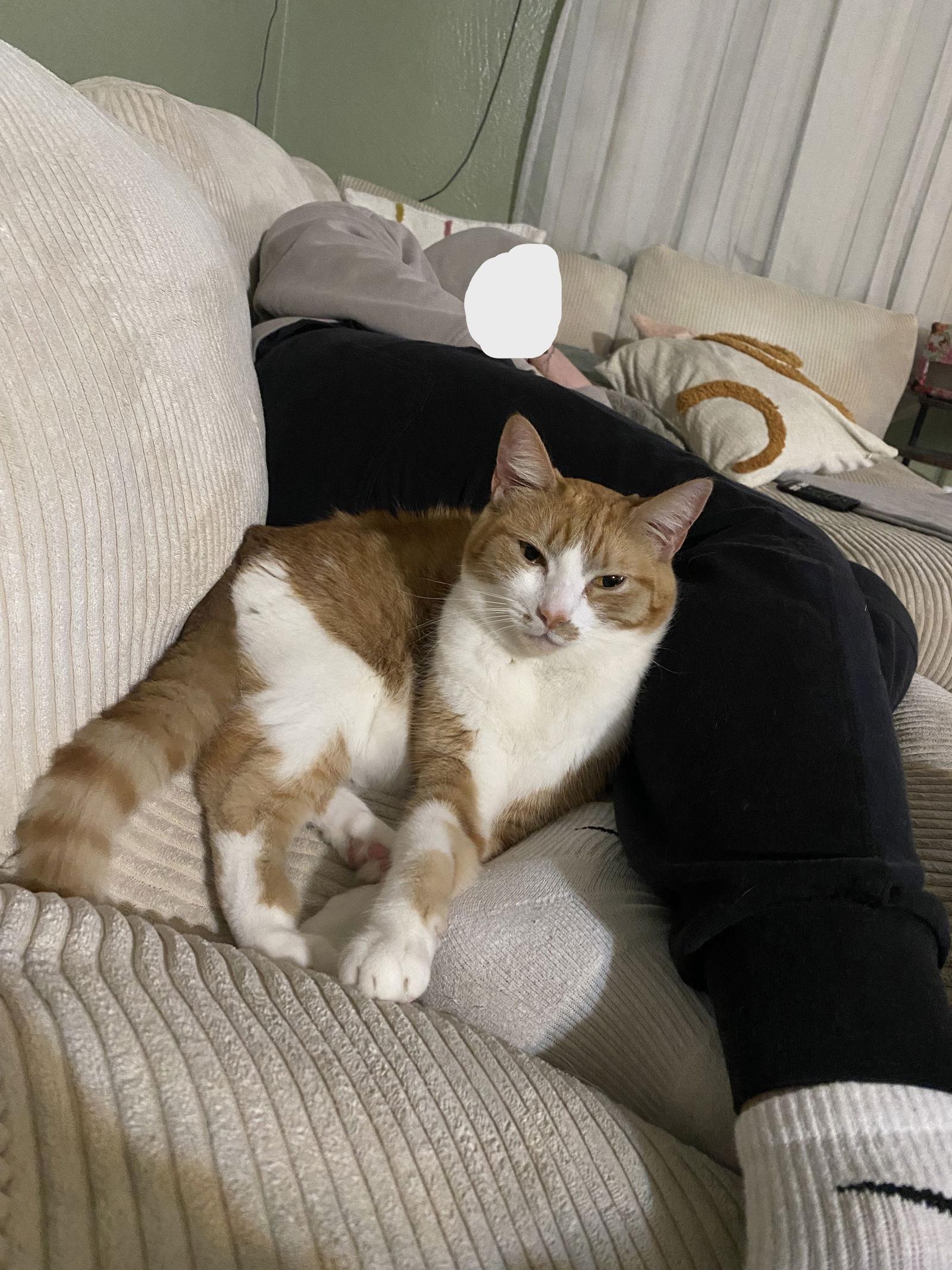 Lana, a Adoptable Domestic Short Hair in Vacaville, CA image 3/3