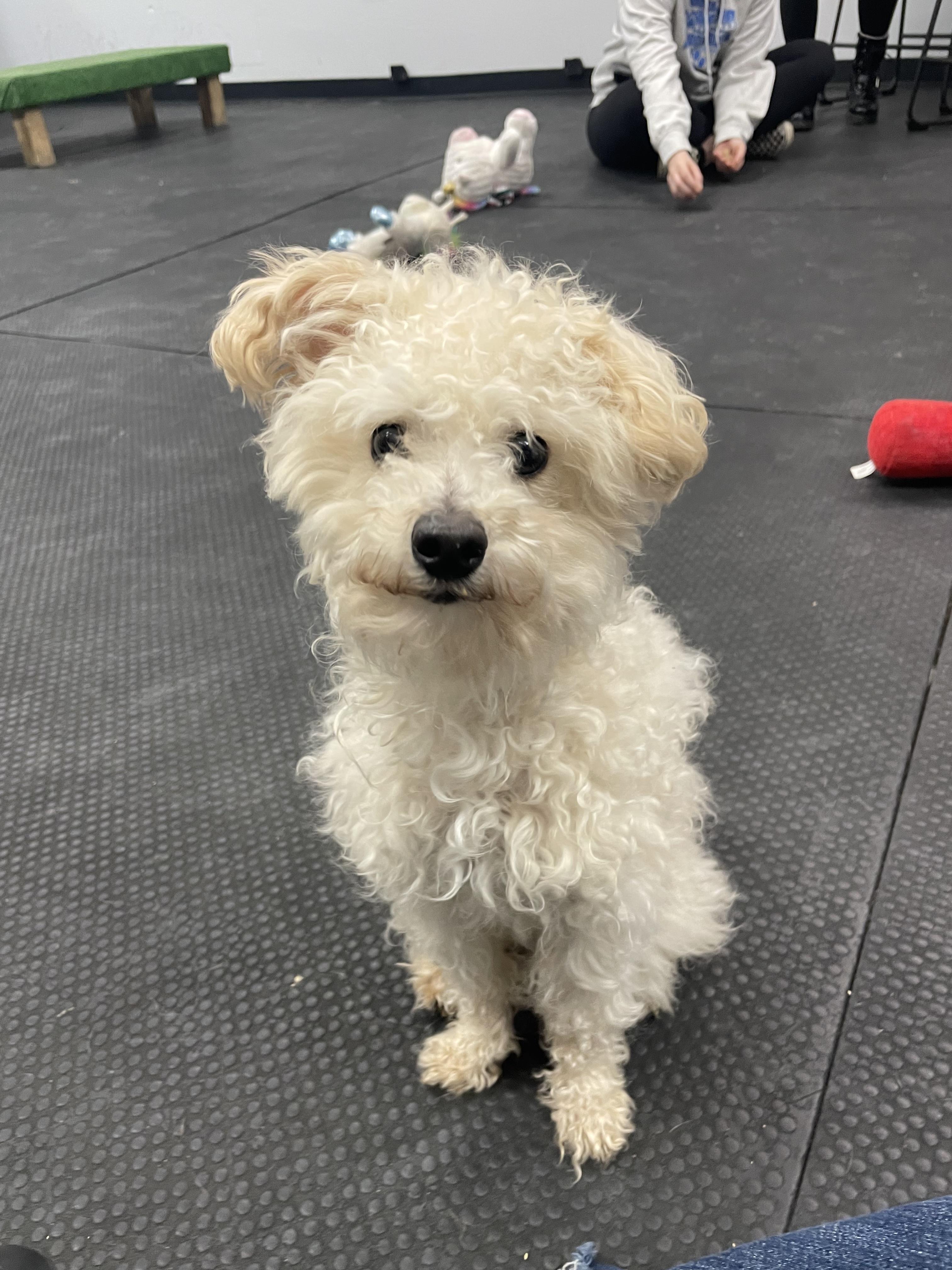 Enlarge Philos, an adopted Miniature Poodle in Vernon Hills, IL image 1/1