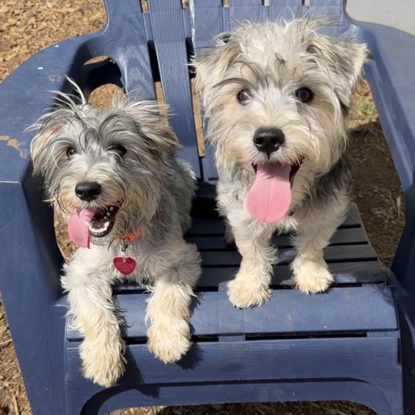 Paco & Taco, an adopted mixed breed in Hood River, OR image 2/3