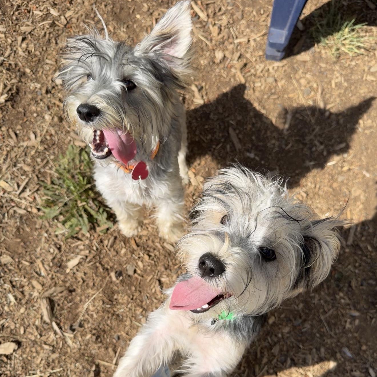 Paco & Taco, an adopted mixed breed in Hood River, OR image 3/3