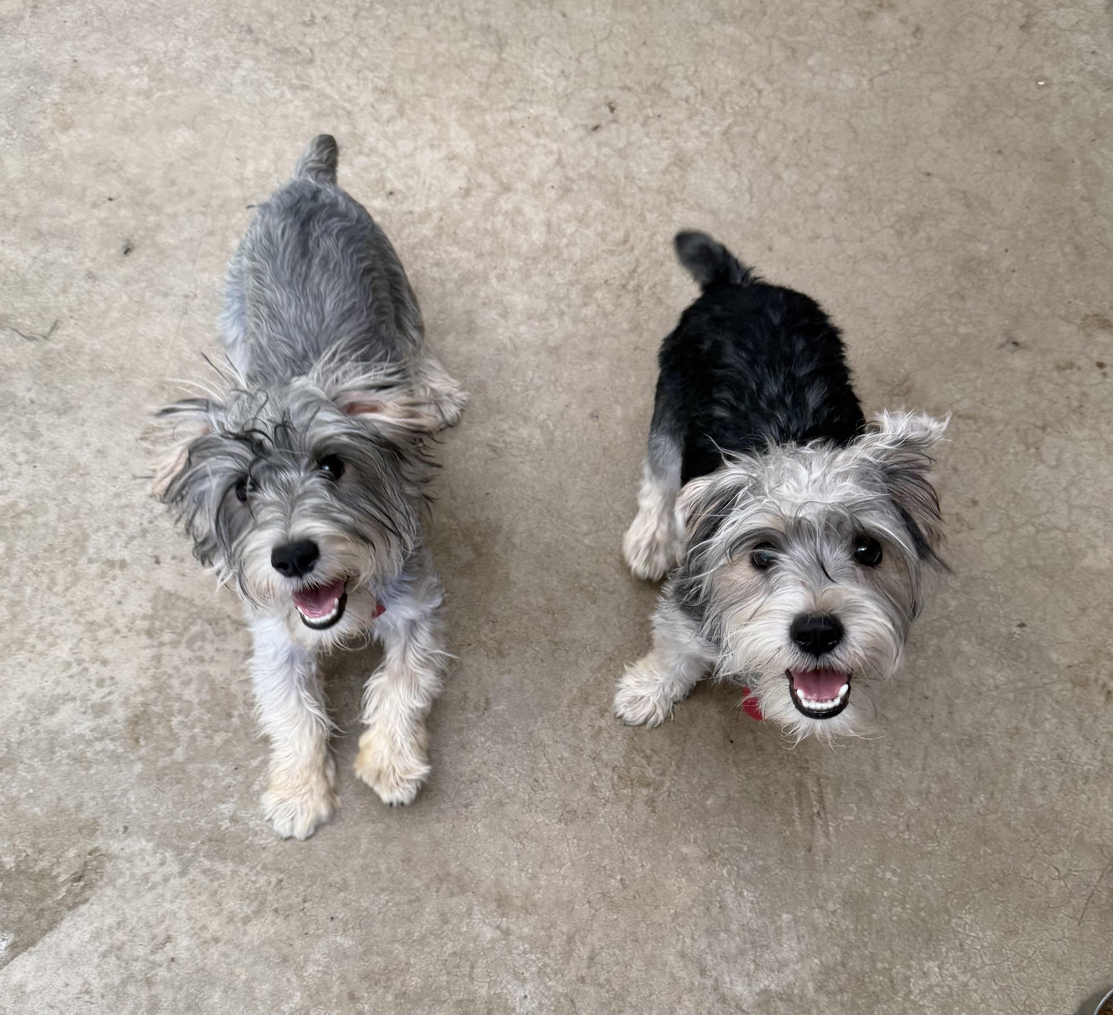 Paco & Taco, an adopted mixed breed in Hood River, OR image 1/3
