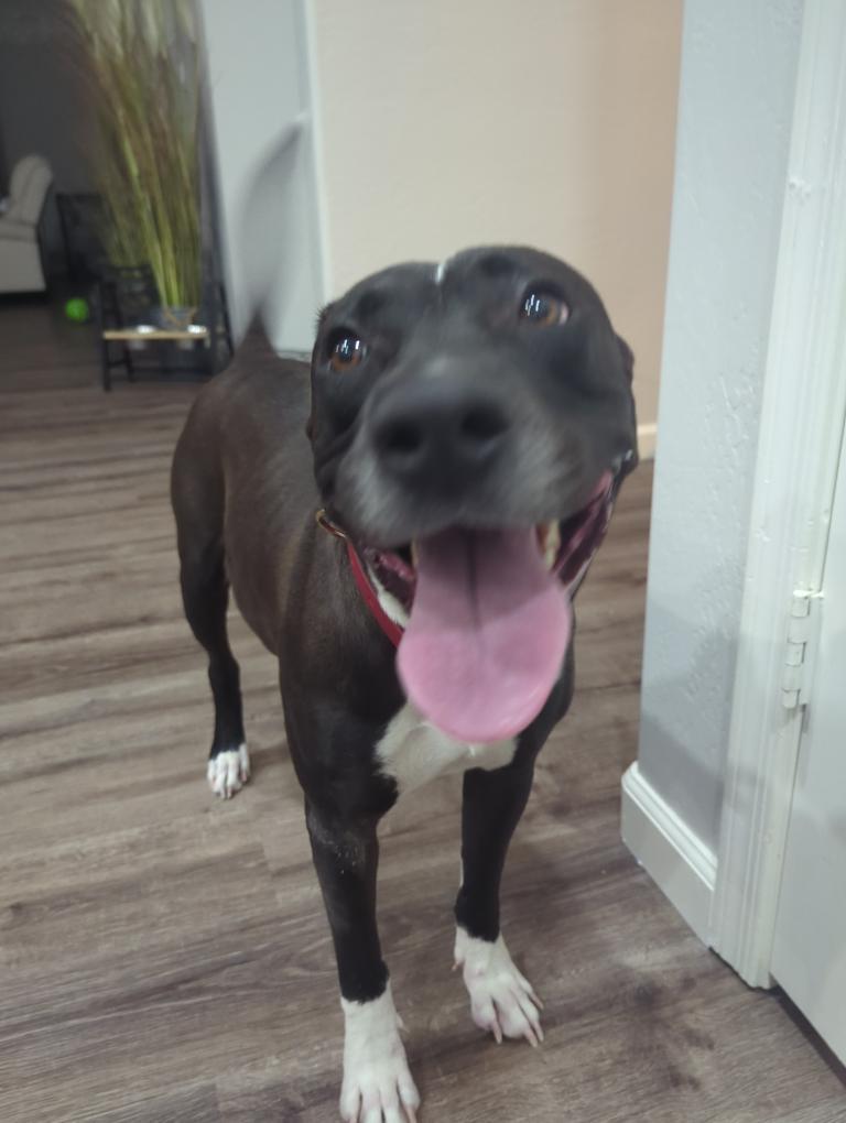 Layla, Adoptable, Adult Female Mixed Breed.