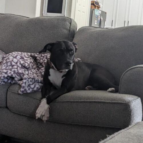 Enlarge Layla, a Adoptable mixed breed in Glendale, AZ image 3/4