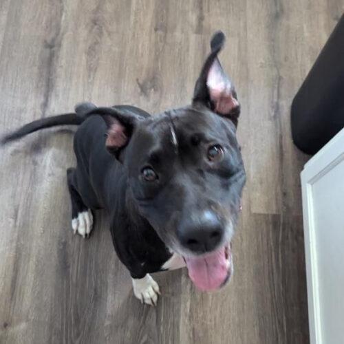 Enlarge Layla, a Adoptable mixed breed in Glendale, AZ image 4/4