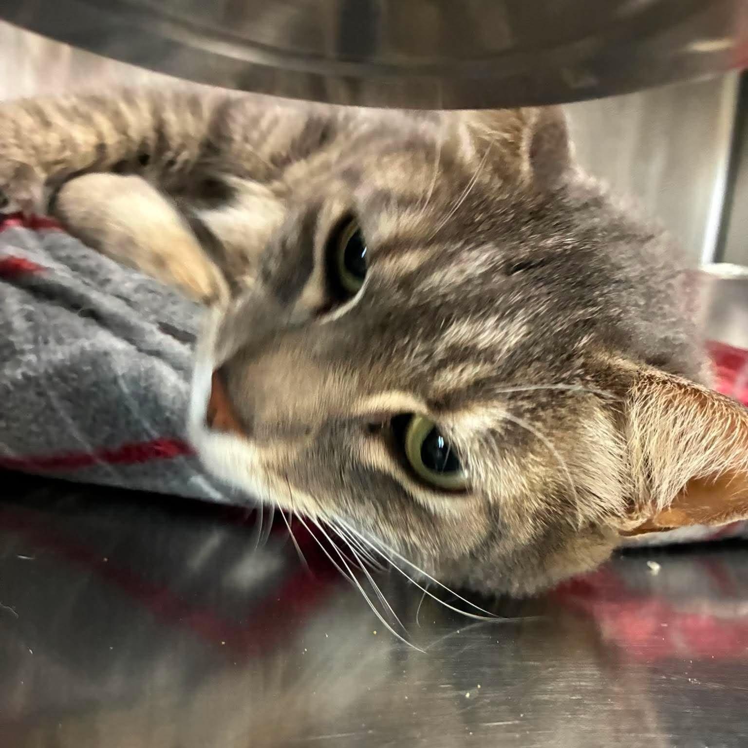 Enlarge Angie, a Adoptable mixed breed in Petersburg, IL image 3/4