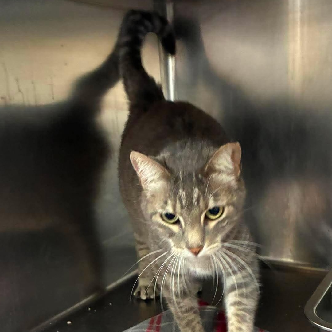 Enlarge Angie, a Adoptable mixed breed in Petersburg, IL image 4/4