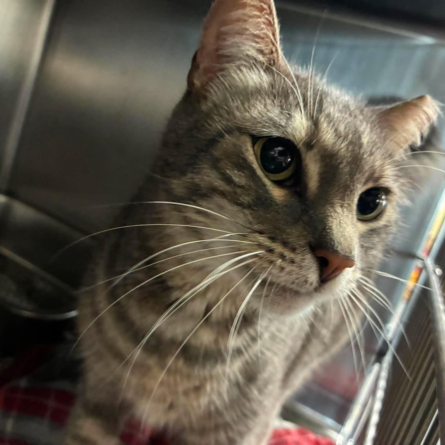 Enlarge Angie, a Adoptable mixed breed in Petersburg, IL image 2/4