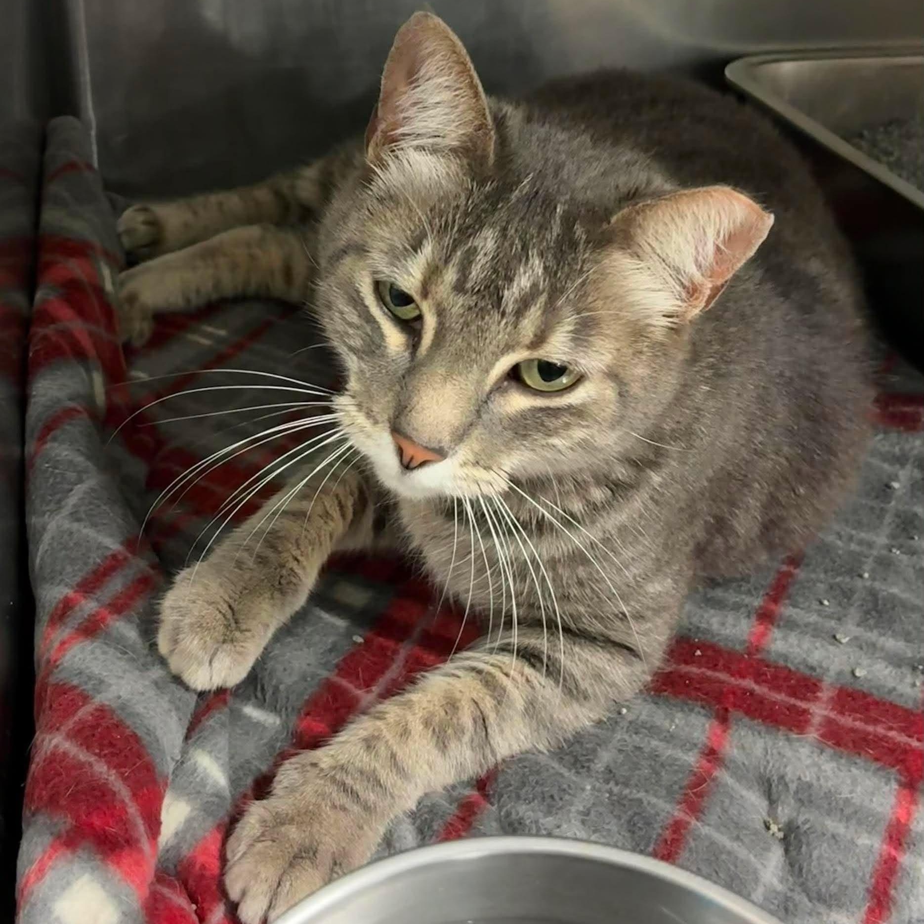 Angie, Adoptable, Adult Female Domestic Short Hair & Tabby.