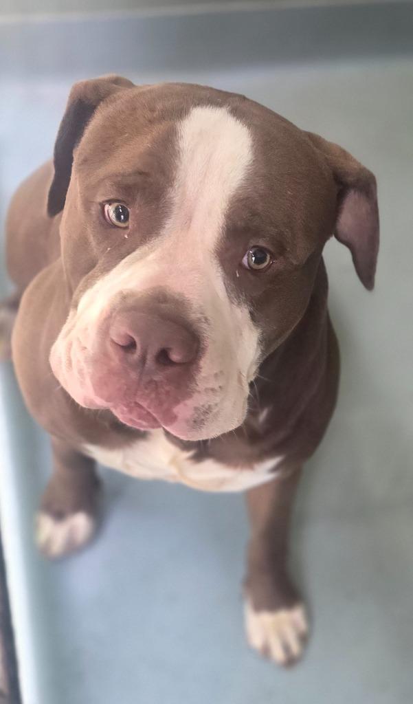 Kota, Adoptable, Adult Male Mixed Breed.