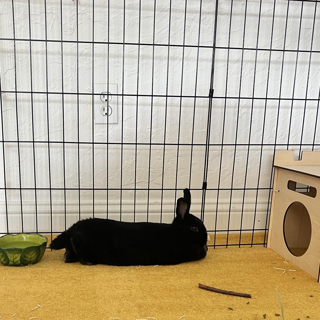 Oreo, Adoptable, Adult Female Havana & Dutch.