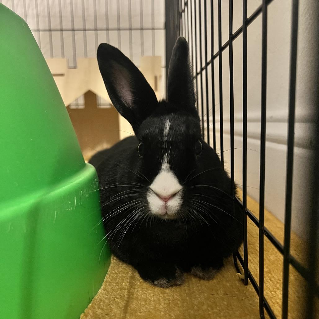 Enlarge Oreo, a Adoptable mixed breed in Miami, FL image 1/6