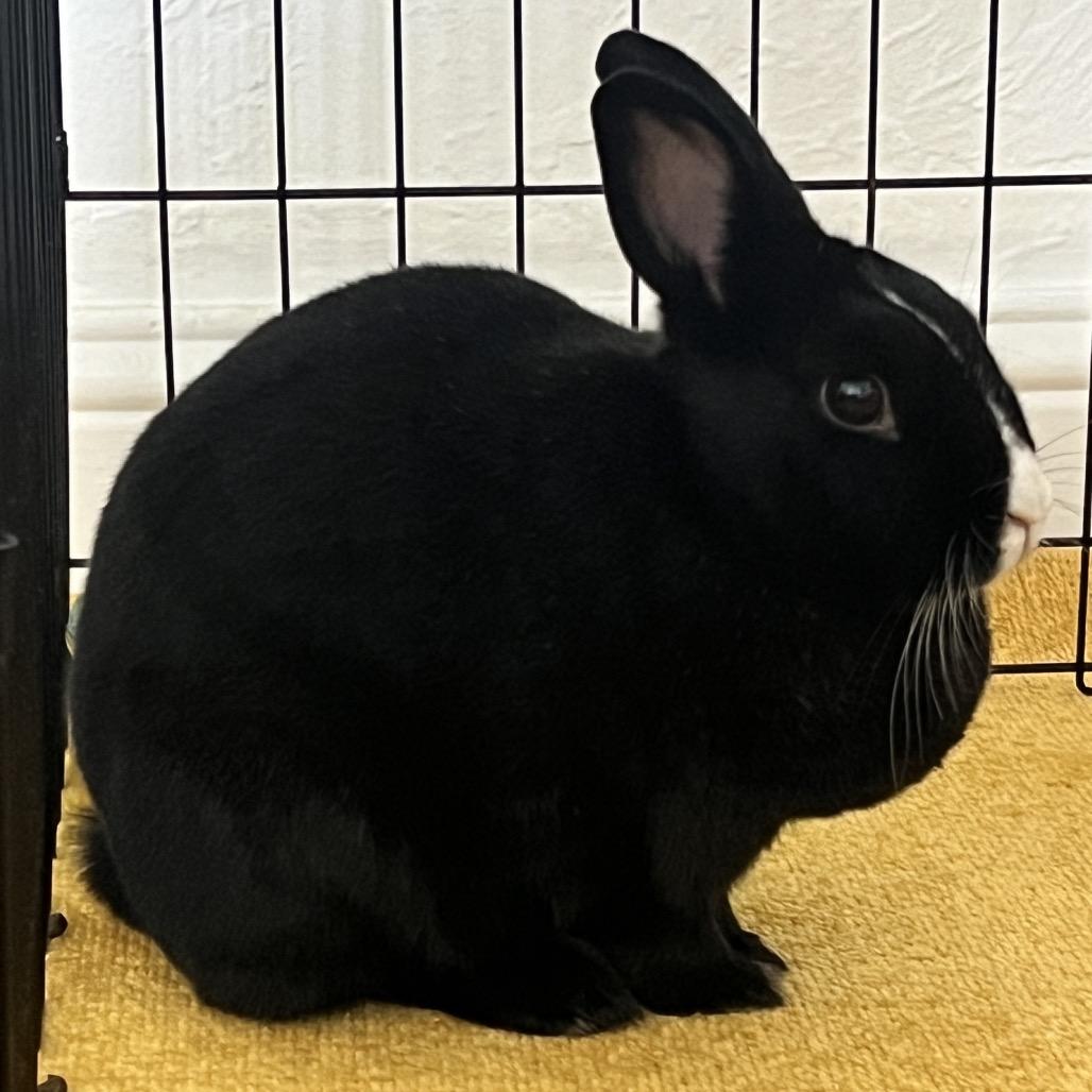 Enlarge Oreo, a Adoptable mixed breed in Miami, FL image 2/6