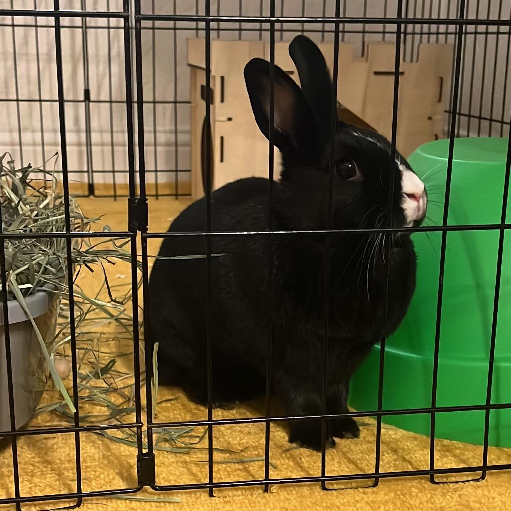 Enlarge Oreo, a Adoptable mixed breed in Miami, FL image 3/6