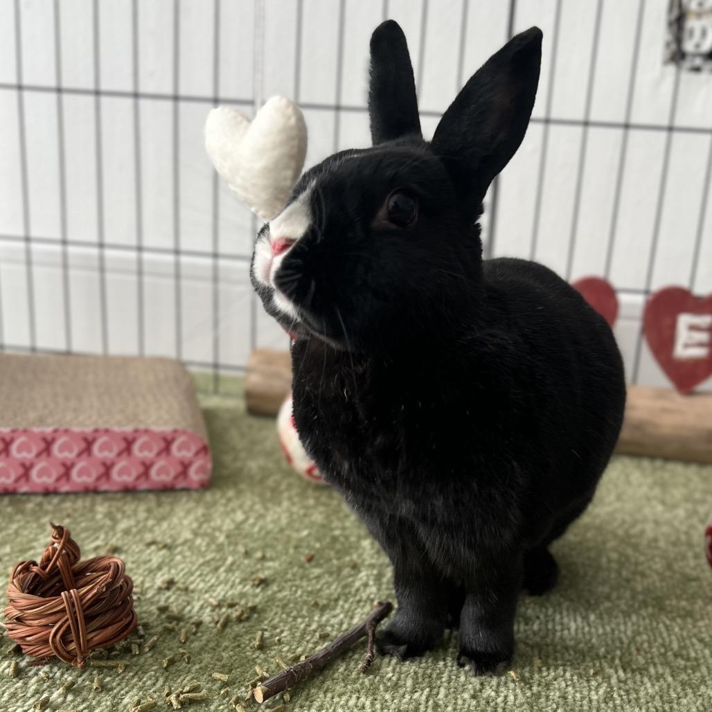 Enlarge Oreo, a Adoptable mixed breed in Miami, FL image 4/6