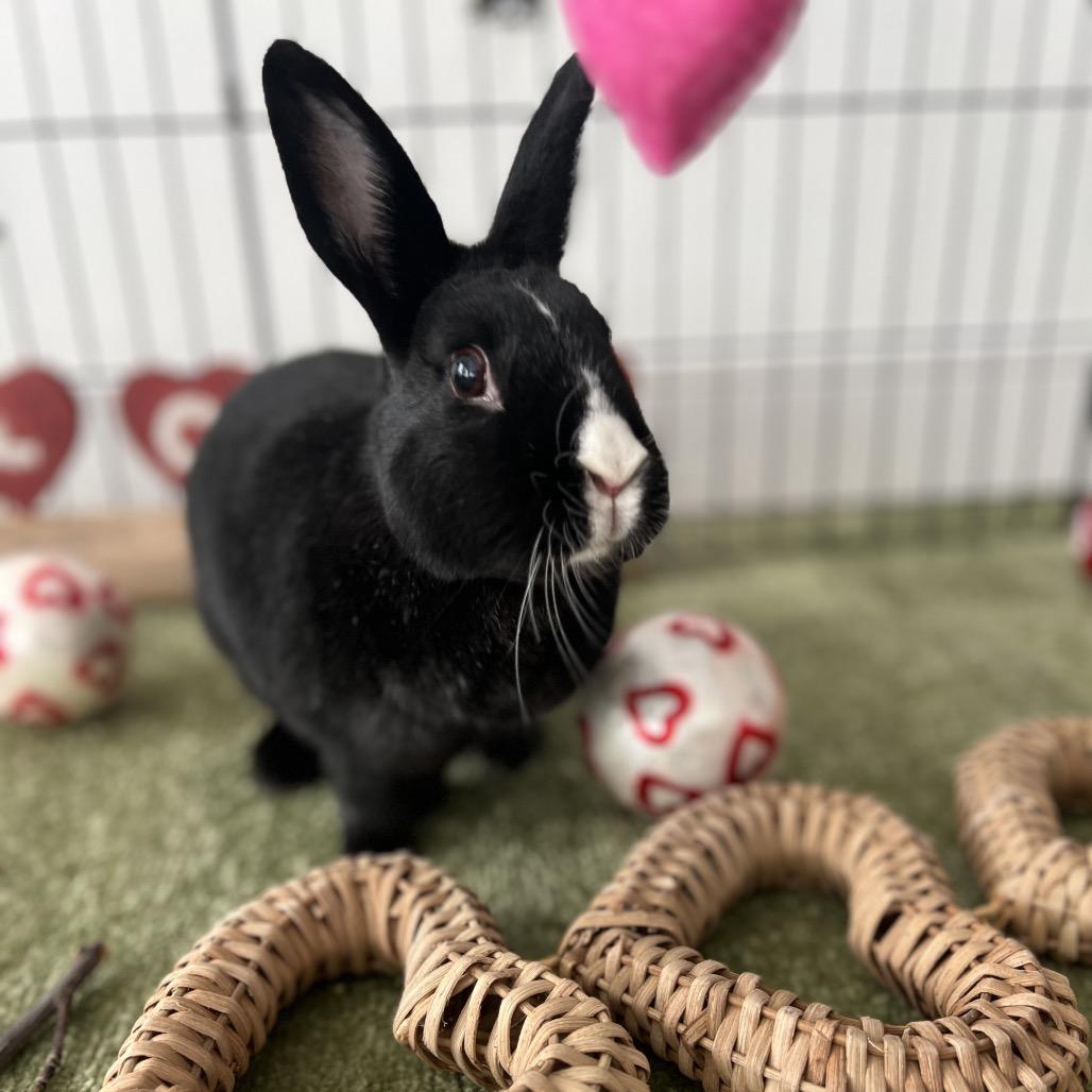 Enlarge Oreo, a Adoptable mixed breed in Miami, FL image 5/6