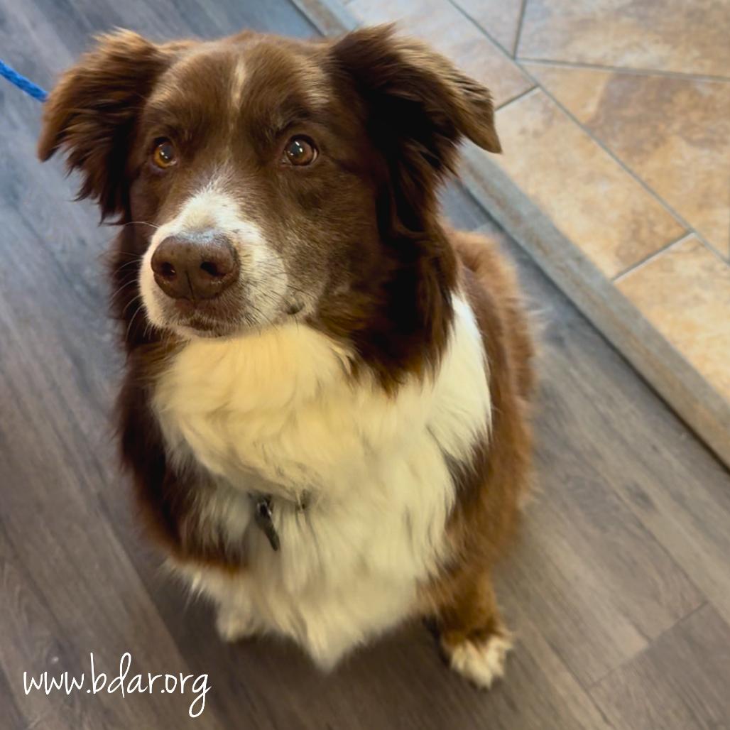 Rossi, Adoptable, Senior Male Australian Shepherd.