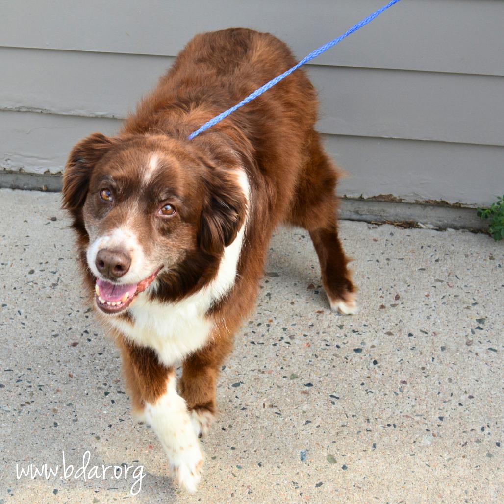 Rossi, a Adoptable Australian Shepherd in Cheyenne, WY image 2/3