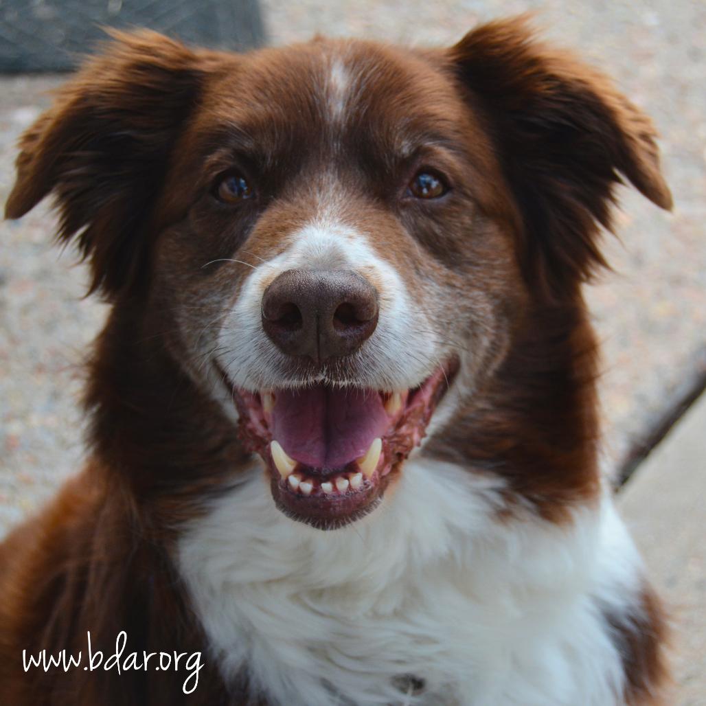 Rossi, a Adoptable Australian Shepherd in Cheyenne, WY image 3/3