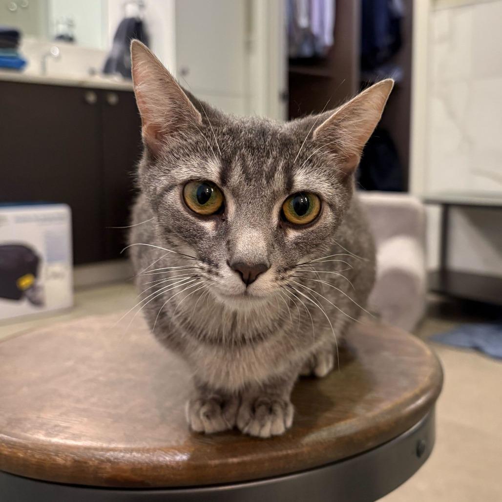 Petrova Line, Adoptable, Young Female Domestic Short Hair.