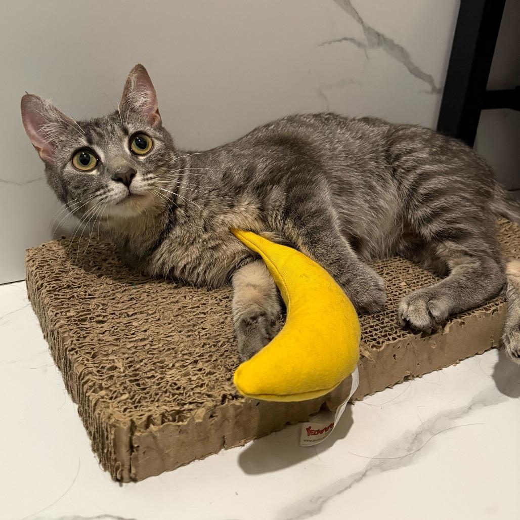 Petrova Line, a Adoptable Domestic Short Hair in New York, NY image 2/5