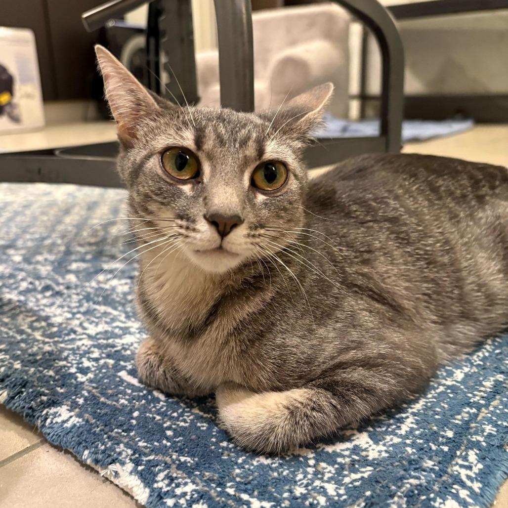 Petrova Line, a Adoptable Domestic Short Hair in New York, NY image 3/5