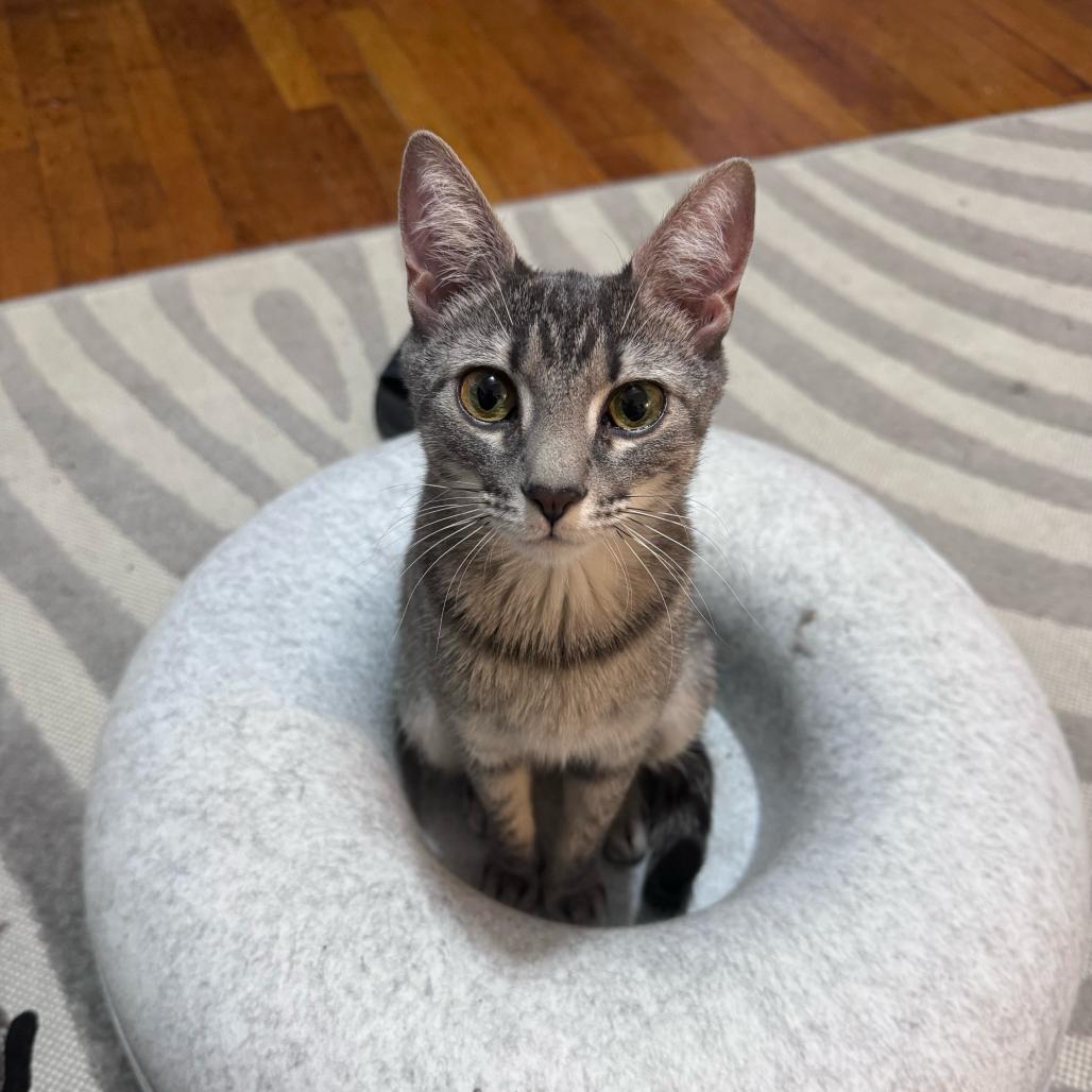 Petrova Line, a Adoptable Domestic Short Hair in New York, NY image 4/5