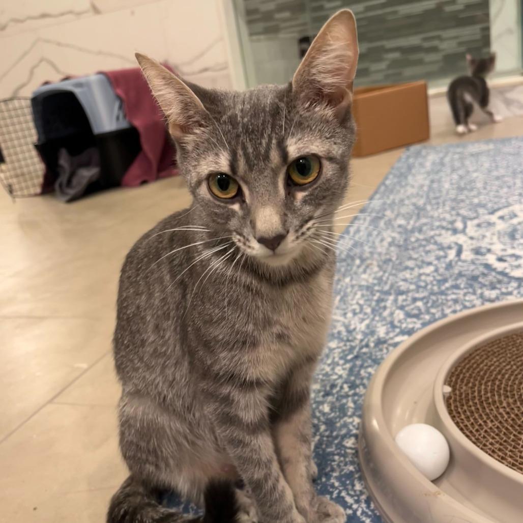 Petrova Line, a Adoptable Domestic Short Hair in New York, NY image 5/5