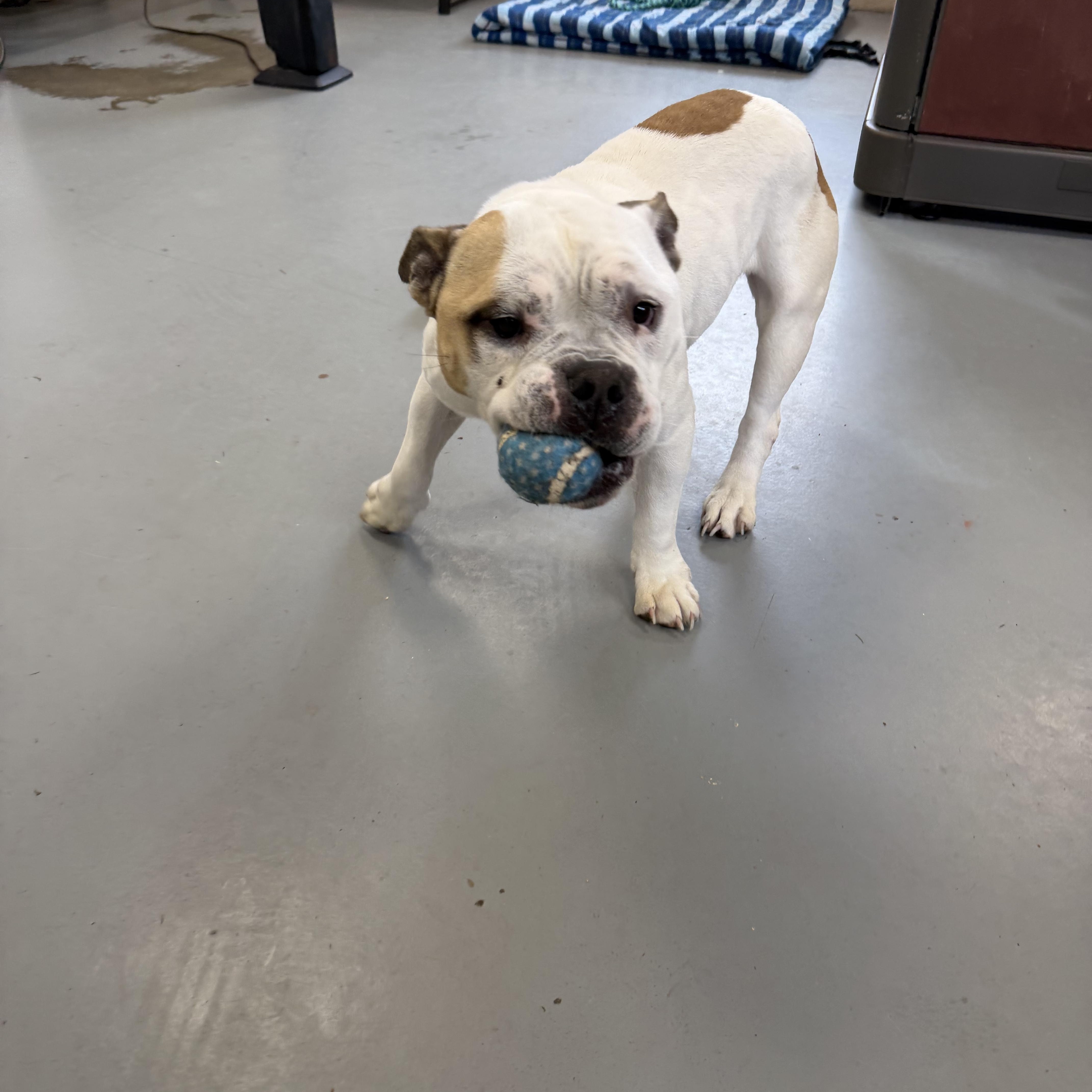 Enlarge Mookie, a ADOPTABLE mixed breed in New Britain, CT image 5/6