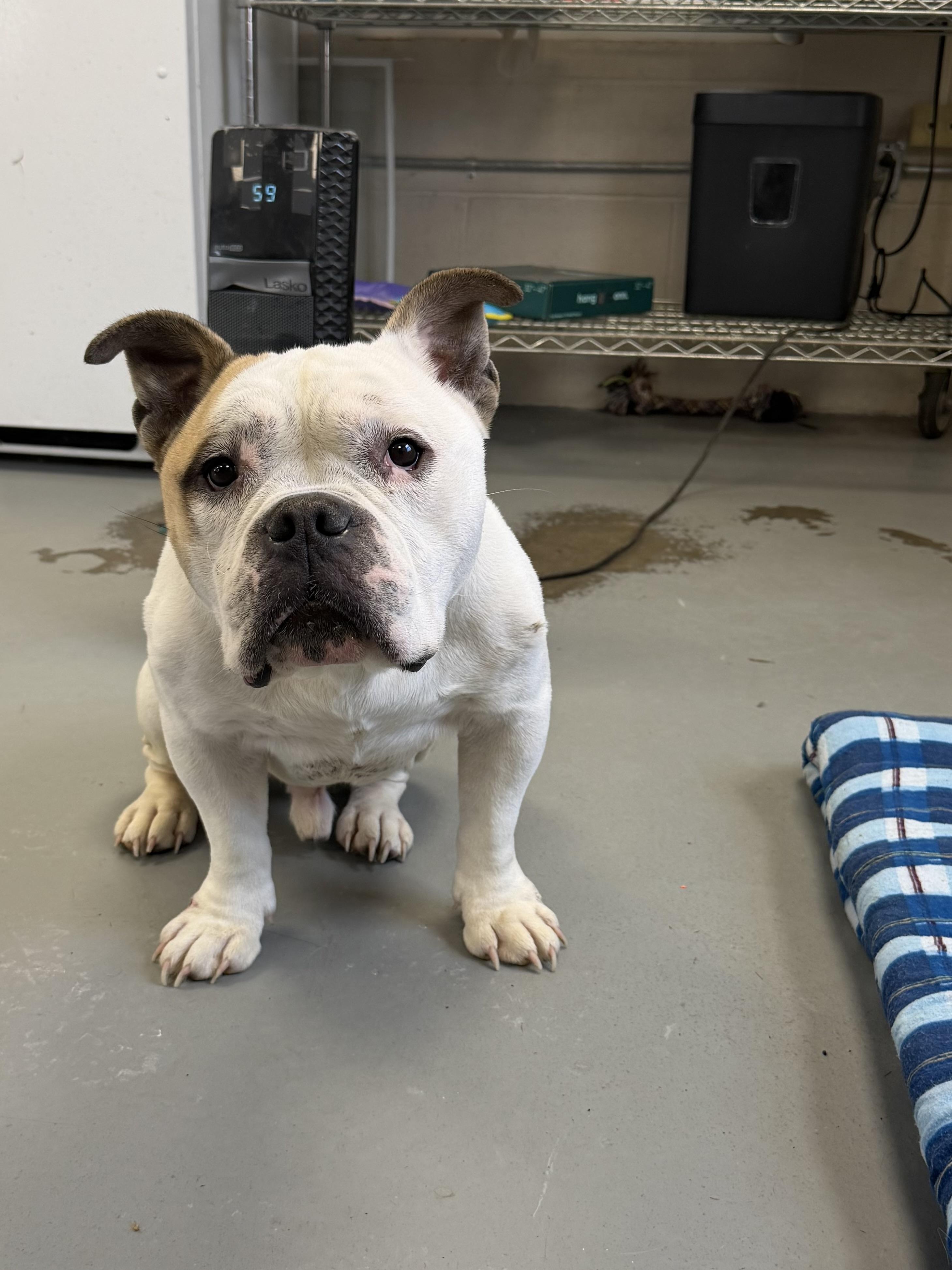 Enlarge Mookie, a ADOPTABLE mixed breed in New Britain, CT image 2/6