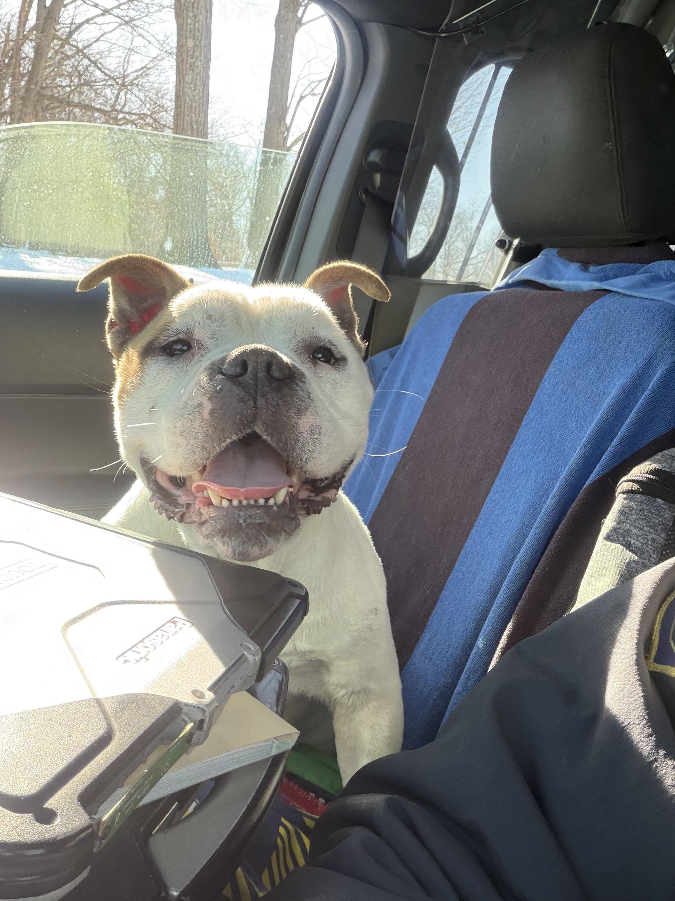 Enlarge Mookie, a ADOPTABLE mixed breed in New Britain, CT image 3/6