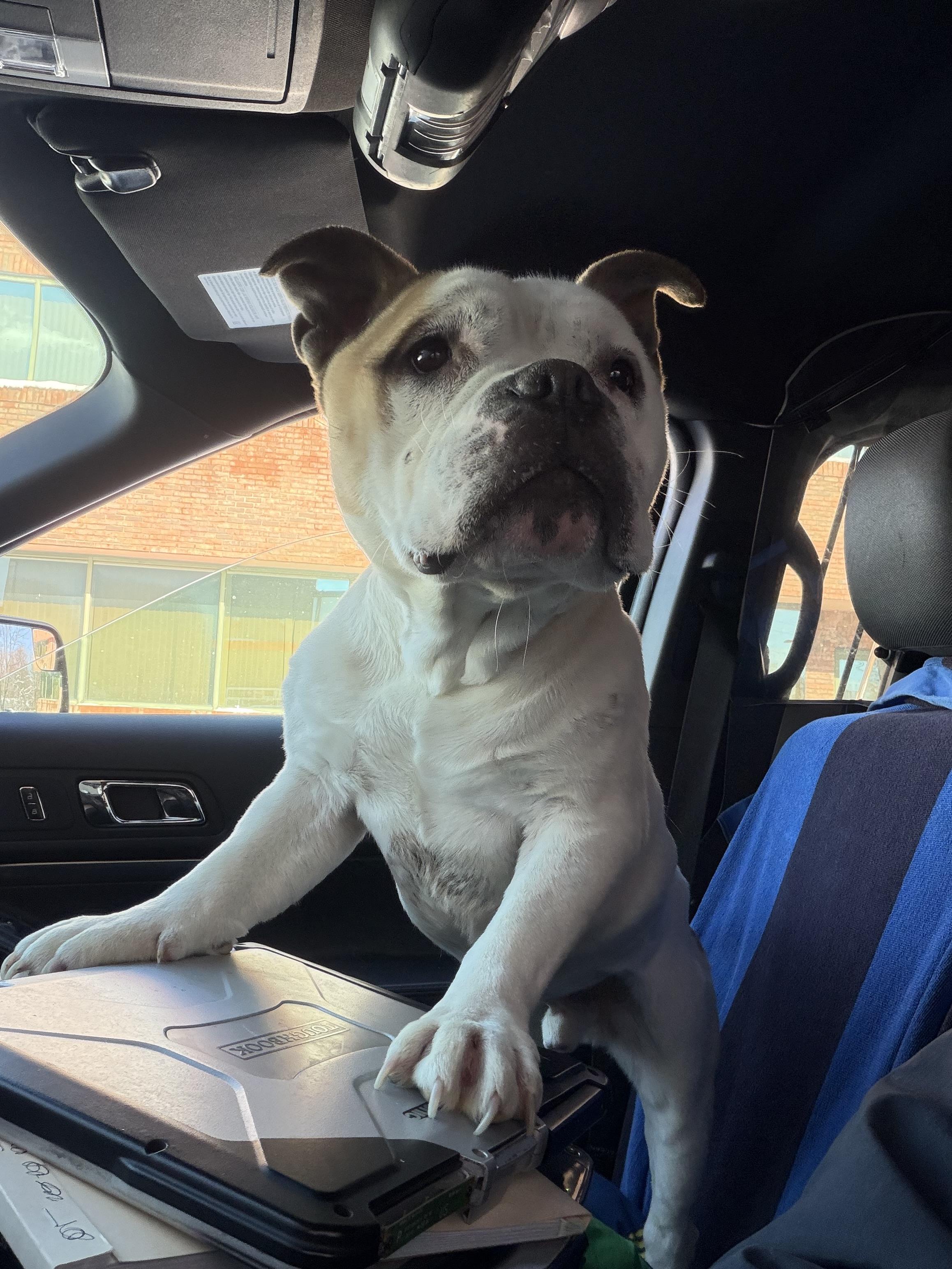 Mookie, ADOPTABLE, Young Male Bulldog & French Bulldog.