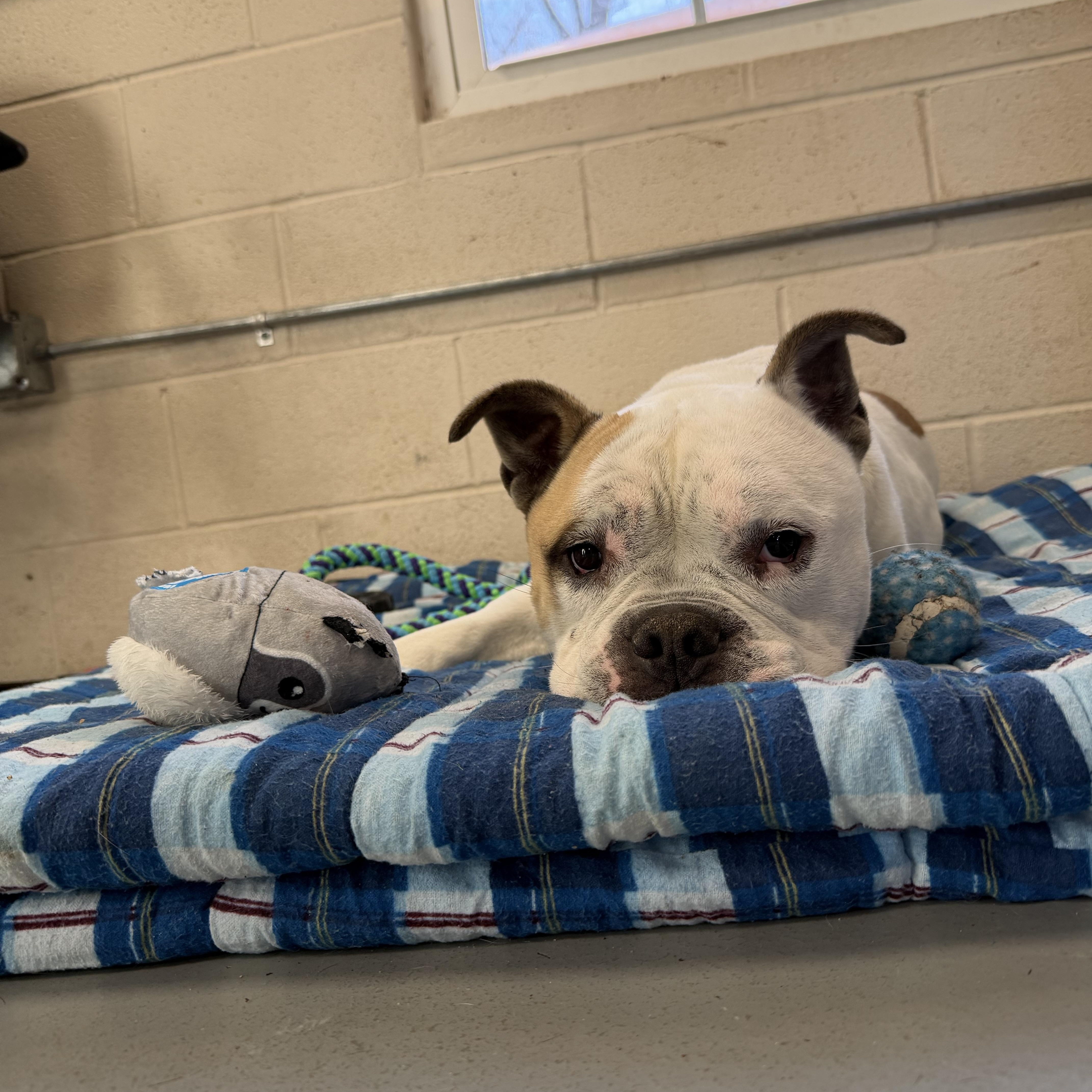 Enlarge Mookie, a ADOPTABLE mixed breed in New Britain, CT image 4/6