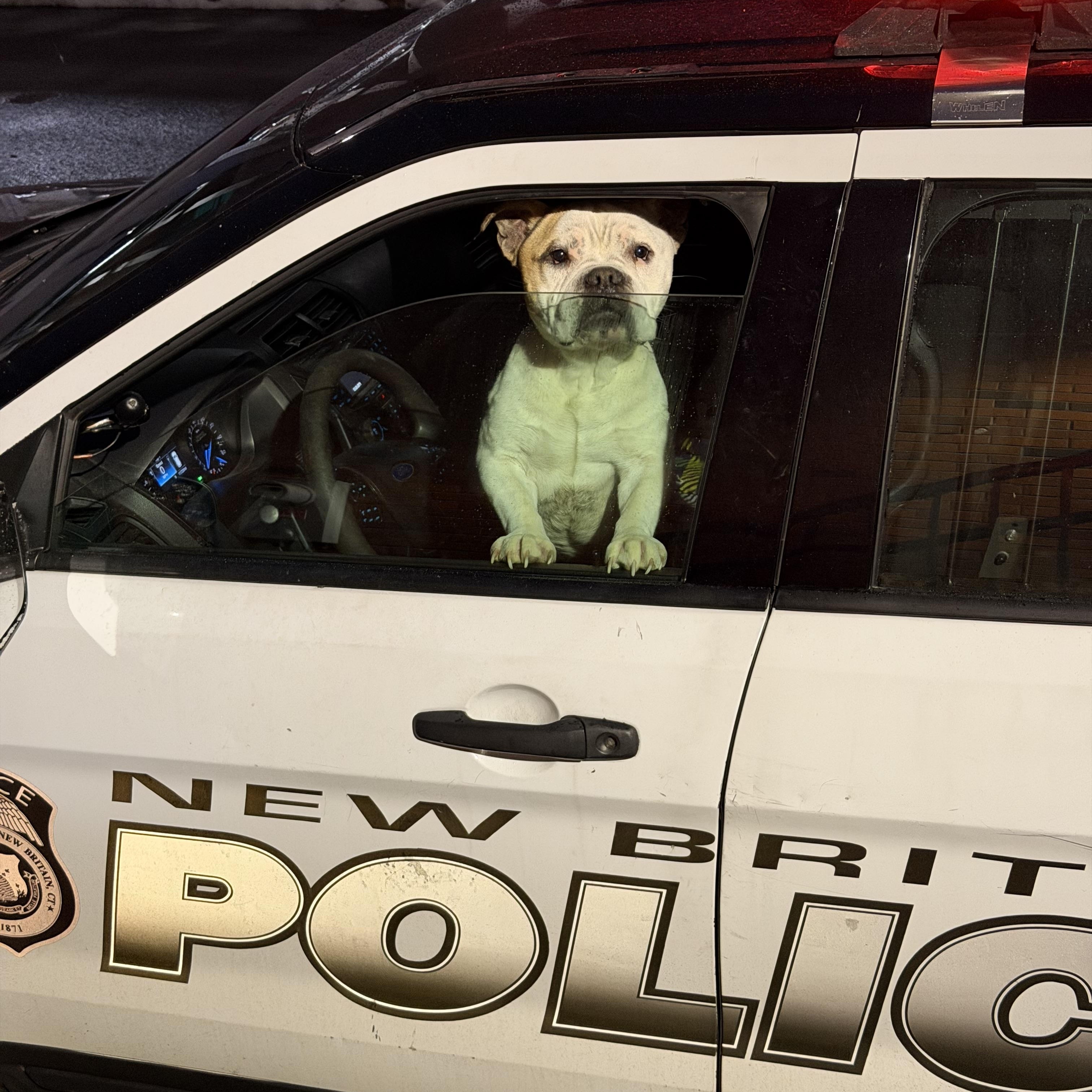 Enlarge Mookie, a ADOPTABLE mixed breed in New Britain, CT image 6/6