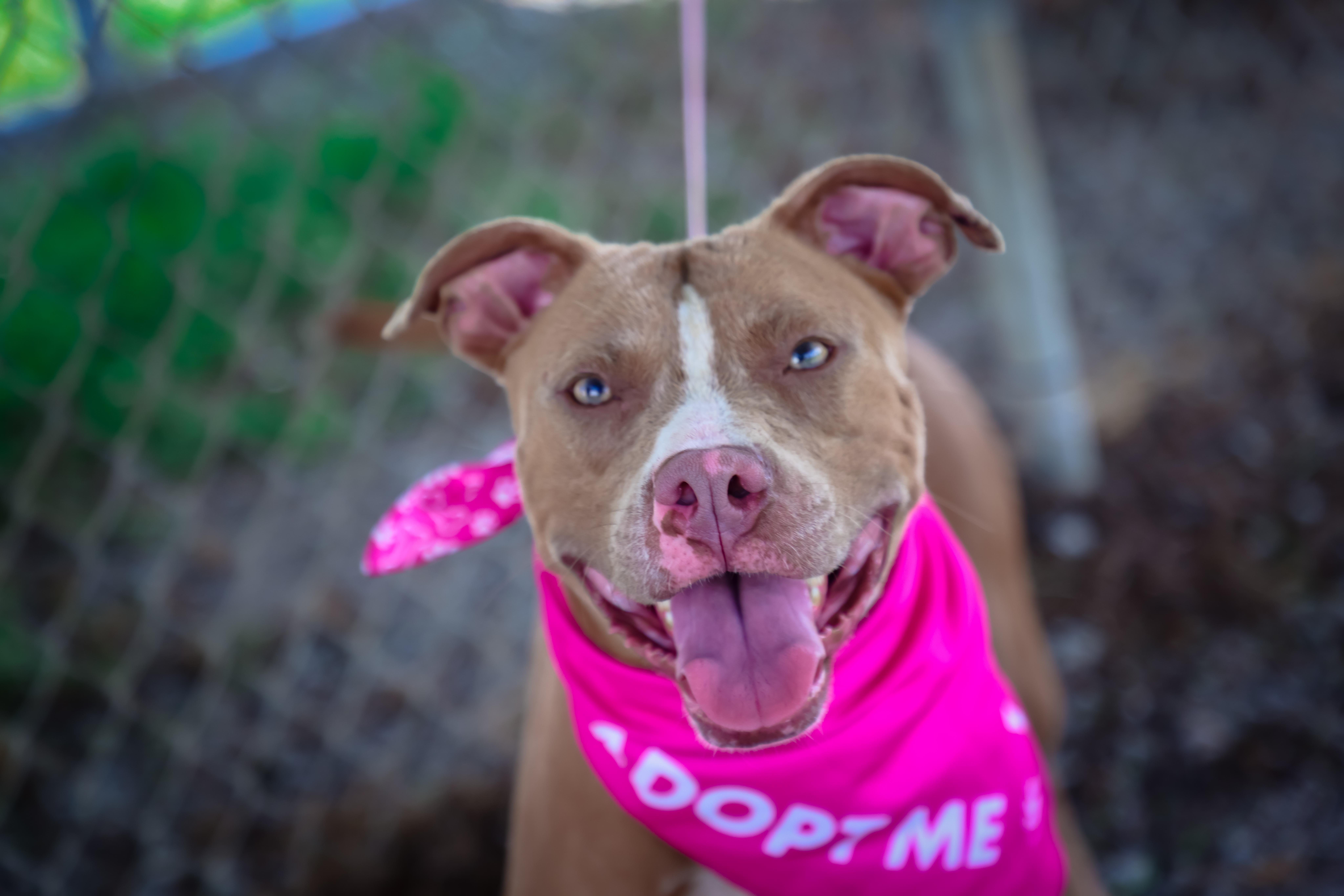 Bitsy, a Adoptable mixed breed in Lewisburg, TN image 2/4