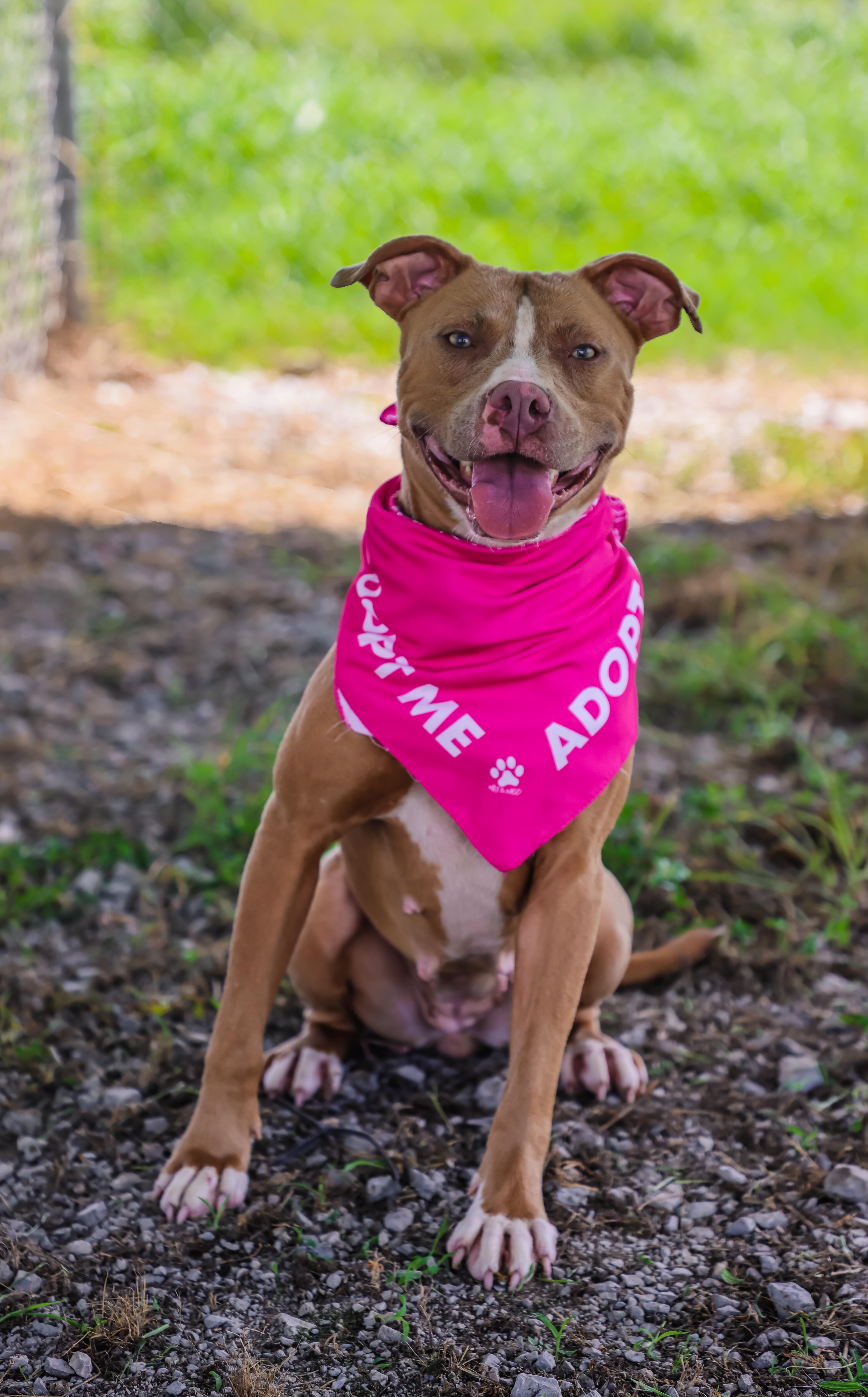 Bitsy, Adoptable, Young Female American Staffordshire Terrier.